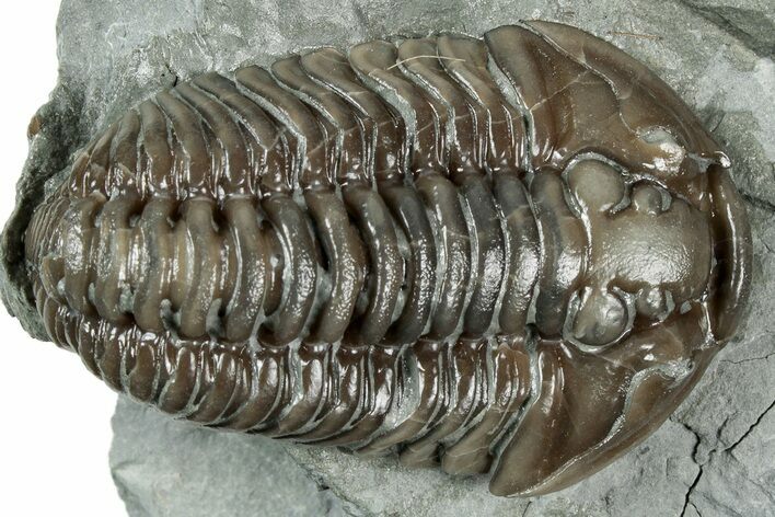 Flexicalymene Trilobite - Mt Orab, Ohio #358142